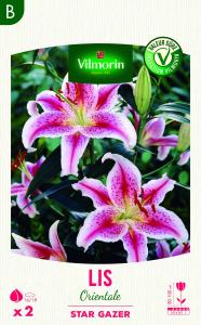 Lis Orientale Star Gazer (x2)